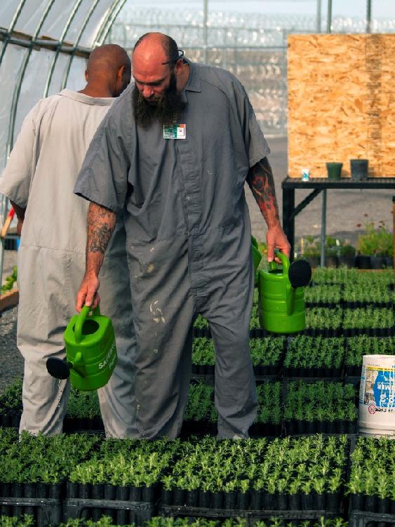 A prisoner watering sagebrush in a greenhouse as part of community service. 