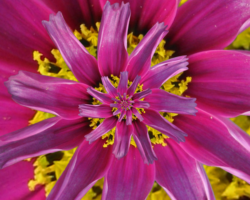 Photo of the center of a purple and yellow daisy. The petals spiral into the center.