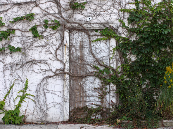 Photo of an old building whose door and walls are overgrown with vines. Title: Access Denied.