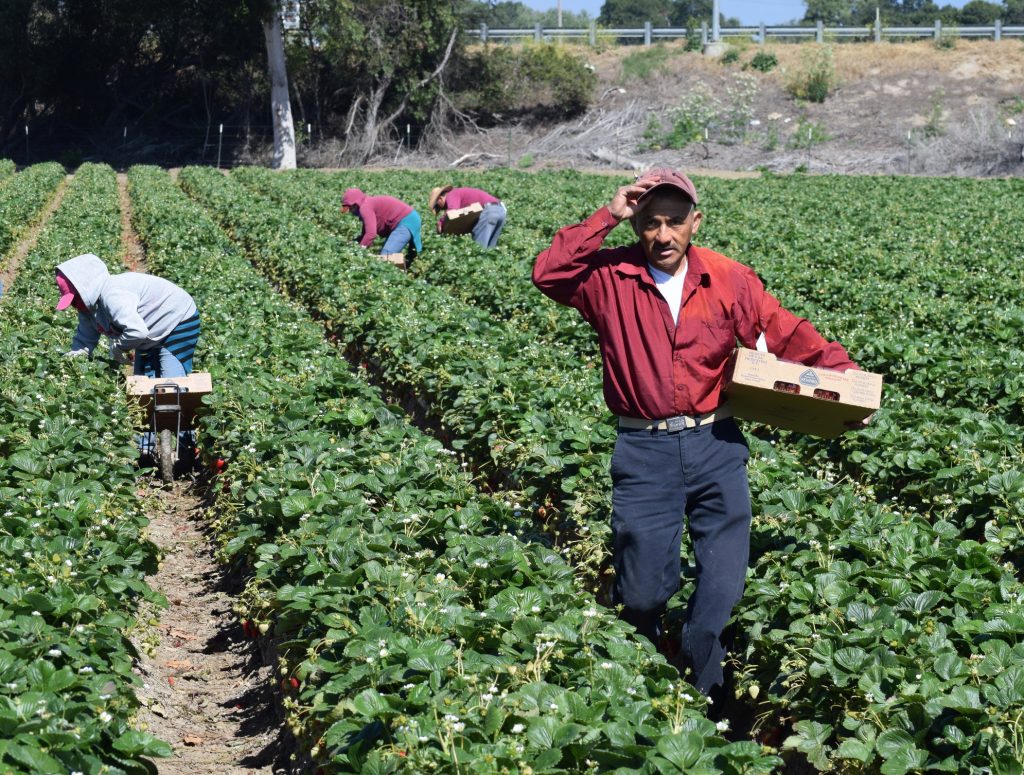 farm worker in a row of strawberry plants, holding a cardboard carton