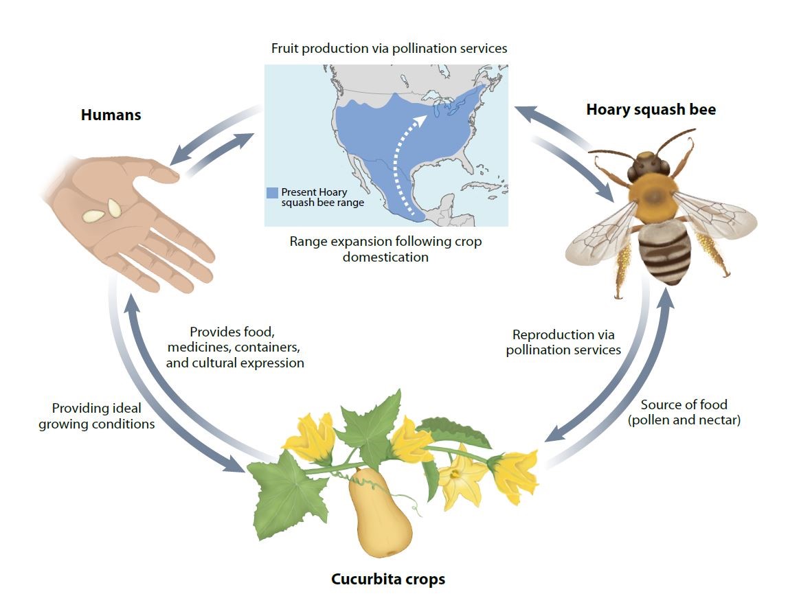 circular flow diagram showing the reciprocal relationship between humans, cucurbita crops, and squash bees
