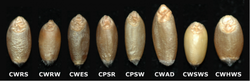 The appearance of the eight milling classes of western Canadian wheat