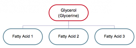 Diagram showing one molecule of glycerol along with three fatty acids.