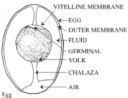 Composition of an egg. Long description available.
