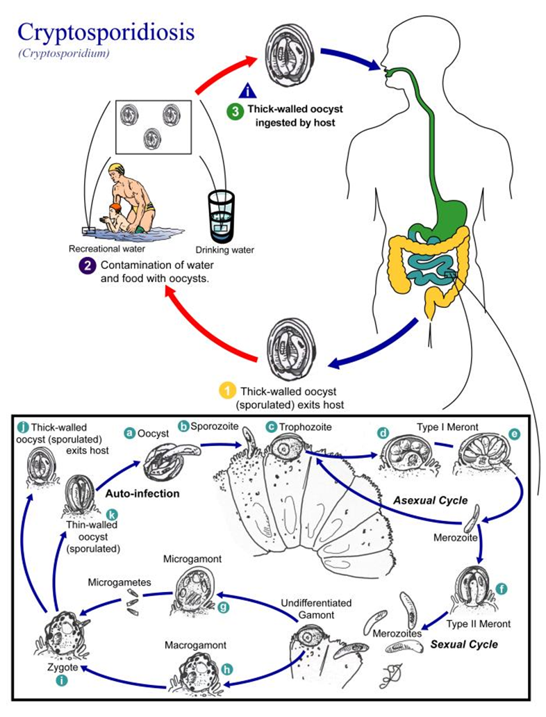 The cycle of cryptosporidiosis:1) Thick-walled oocyst (sporulated) exists host.  2) Contamination of water and food with oocysts.3) Thick-walled oocyst ingested by host.