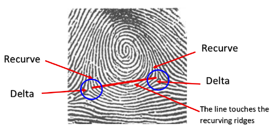 Diagram of a fingerprint with labeled points: "Recurve" and "Delta." Arrows indicate where lines touch the ridges.