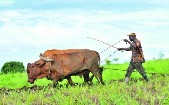 A farmer guiding two cows through a green field using ropes, with a cloudy sky in the background.