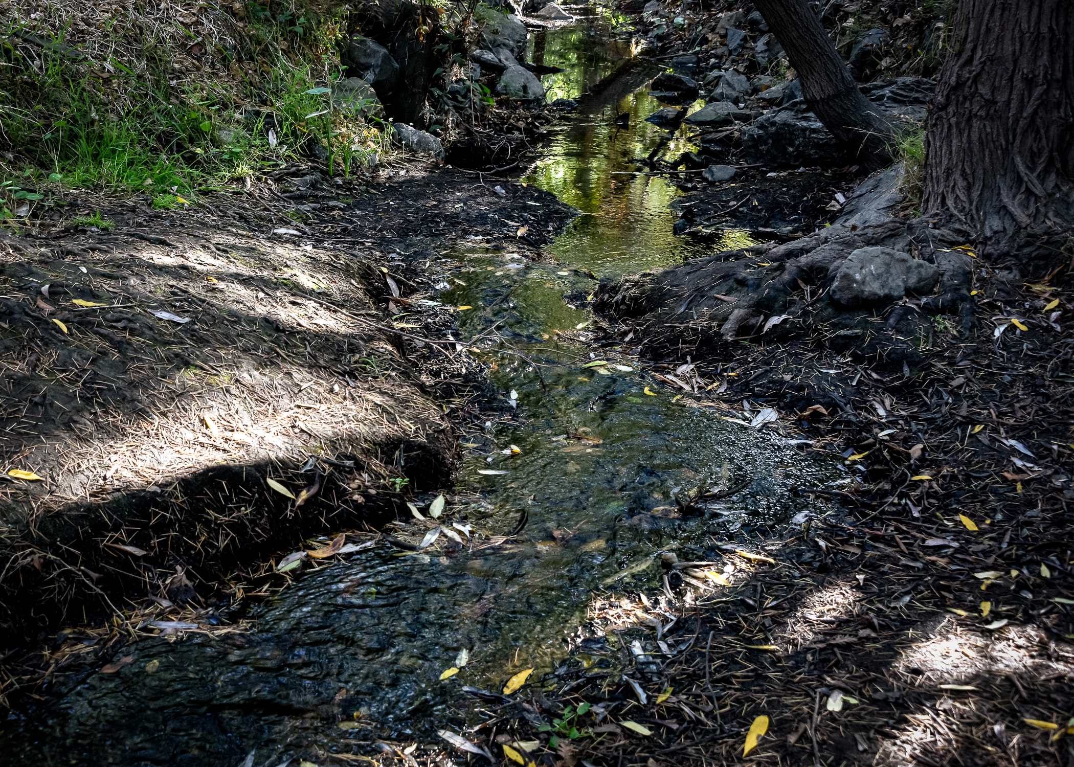 Shot of a stream in a forest