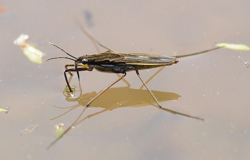 Equilibrio de insectos en la parte superior de la piscina de agua