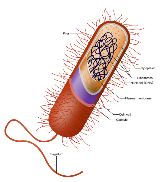 Célula procariotas