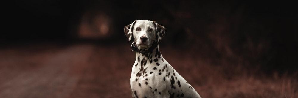 Dalmation