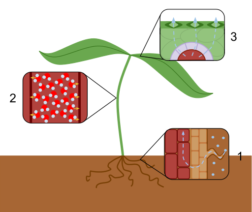 Transpiration Overview by Laurel Jules is licensed under CC BY-SA 3.0