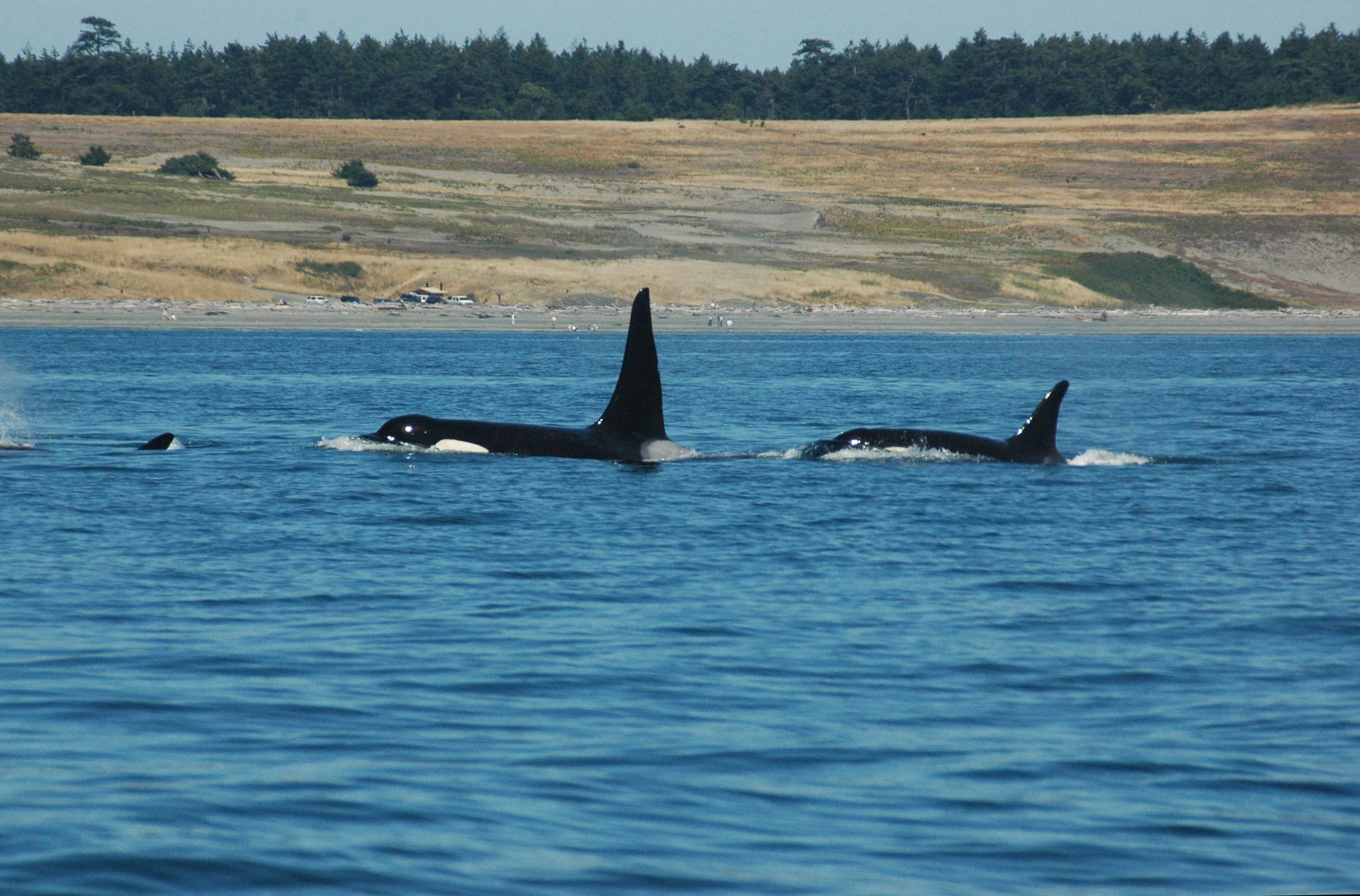 Close-up of three killer whales swimming a few hundred metres from the shore.