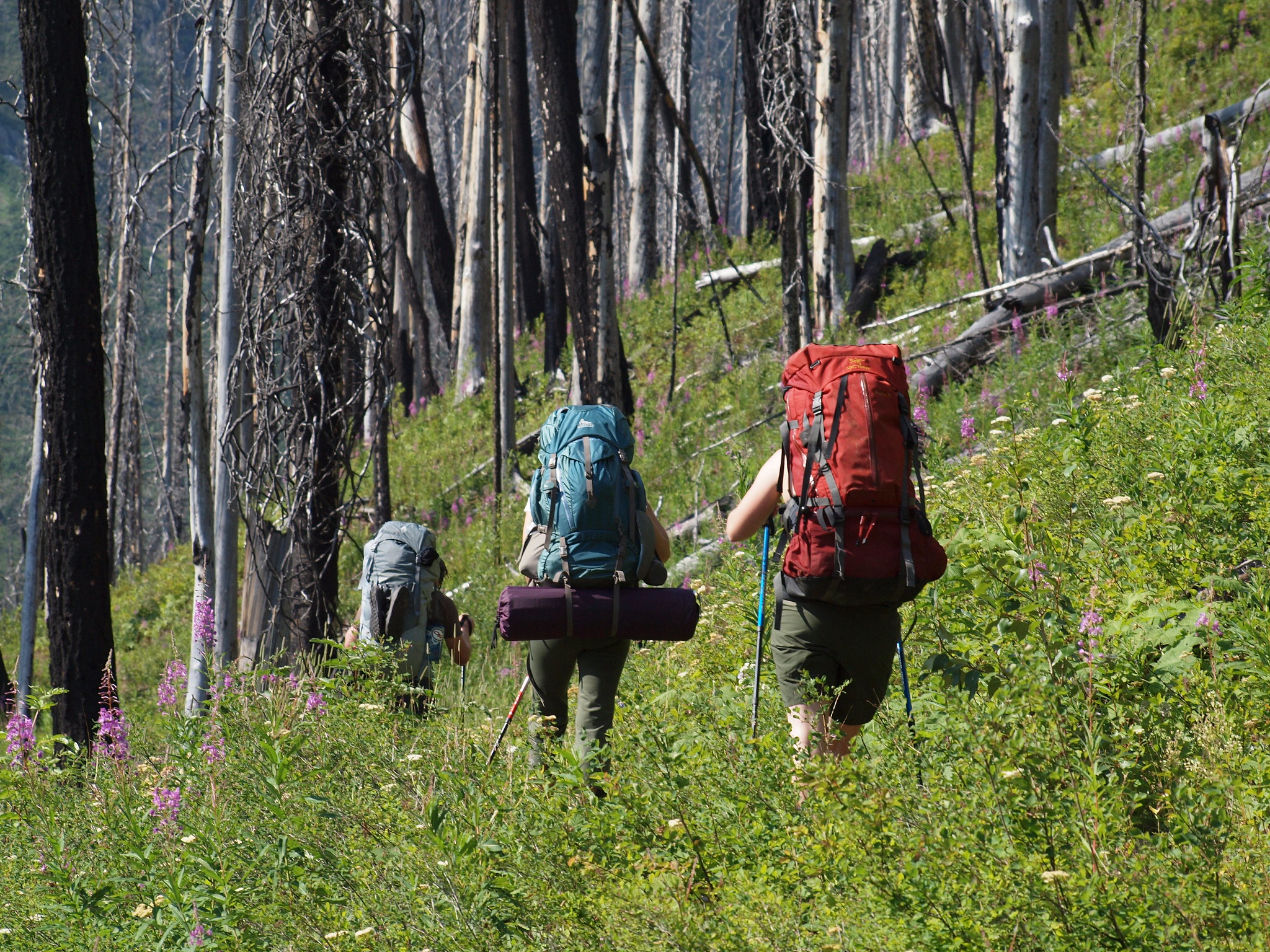 Personas que llevan mochilas grandes caminan por un bosque.