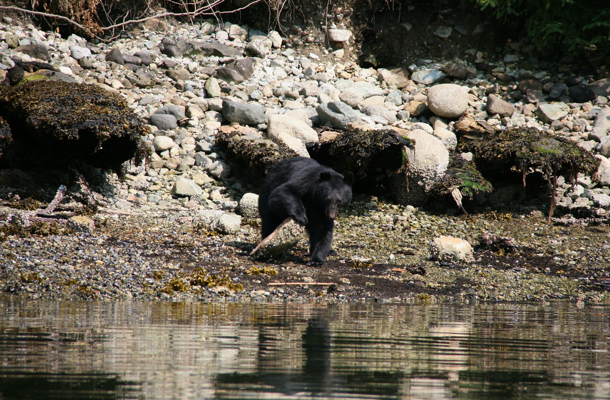 Un oso negro revisa debajo de una roca junto a un río.