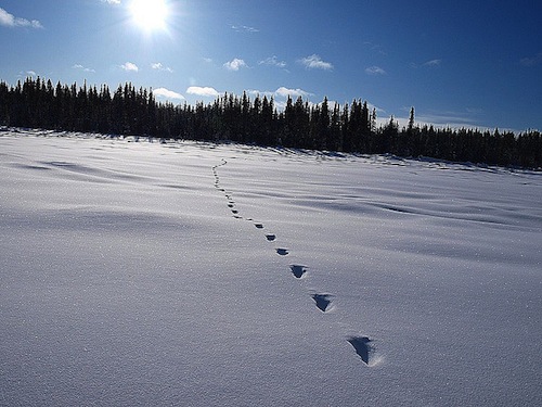 The sun shines on tracks in the snow.