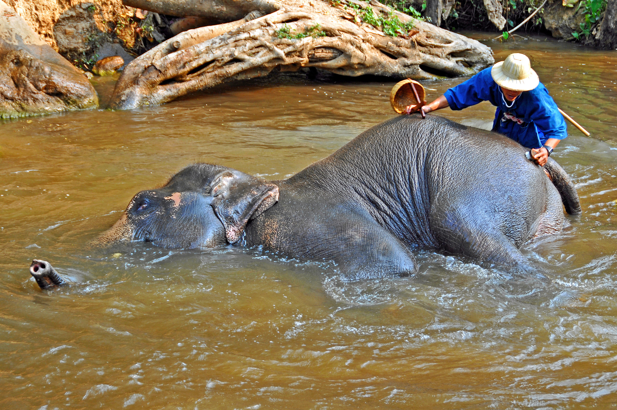 Un elefante yace en un arroyo mientras una persona lava su cuerpo con un cepillo.